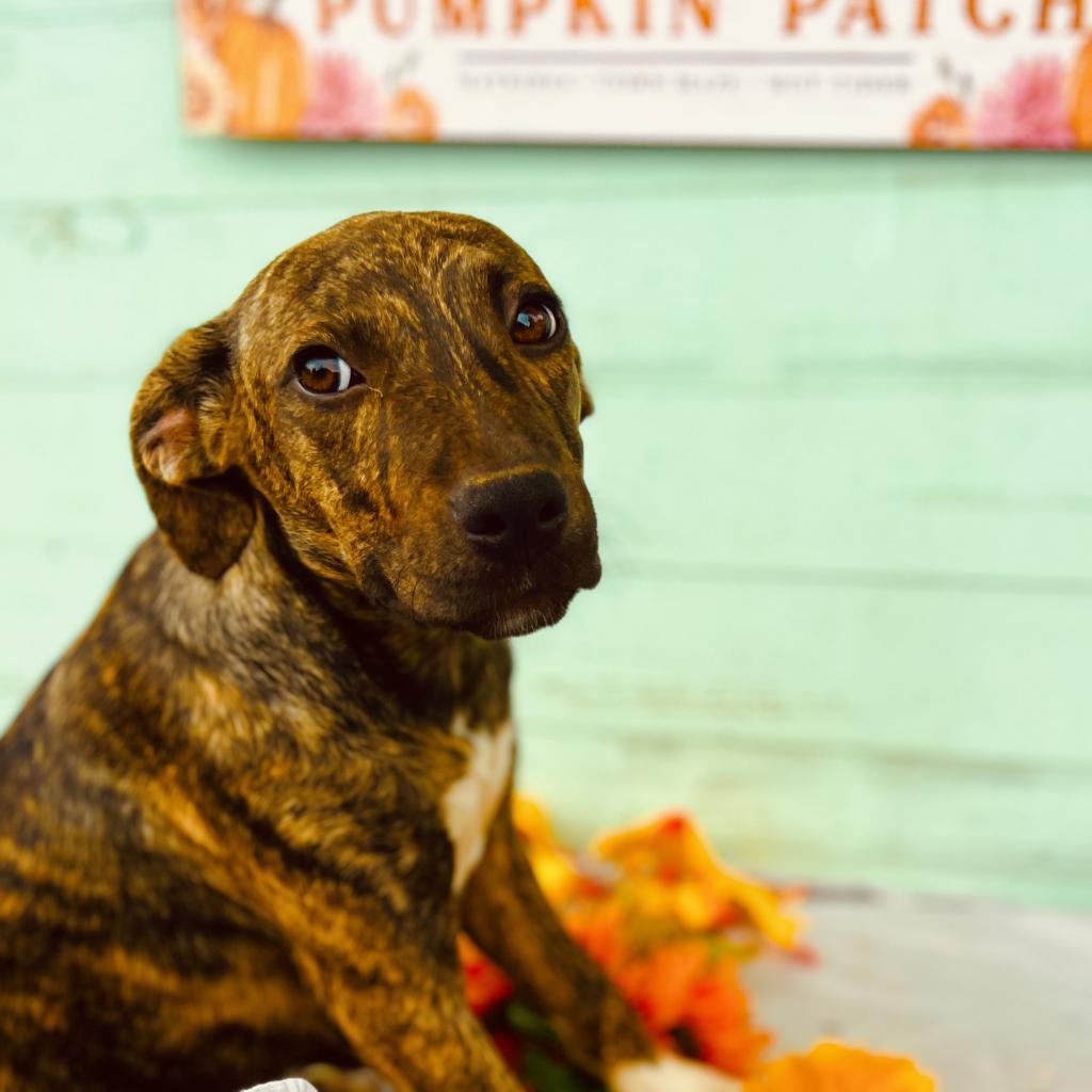 Enlarge Lola, a Adoptable Pit Bull Terrier in Wiggins, MS image 2/3