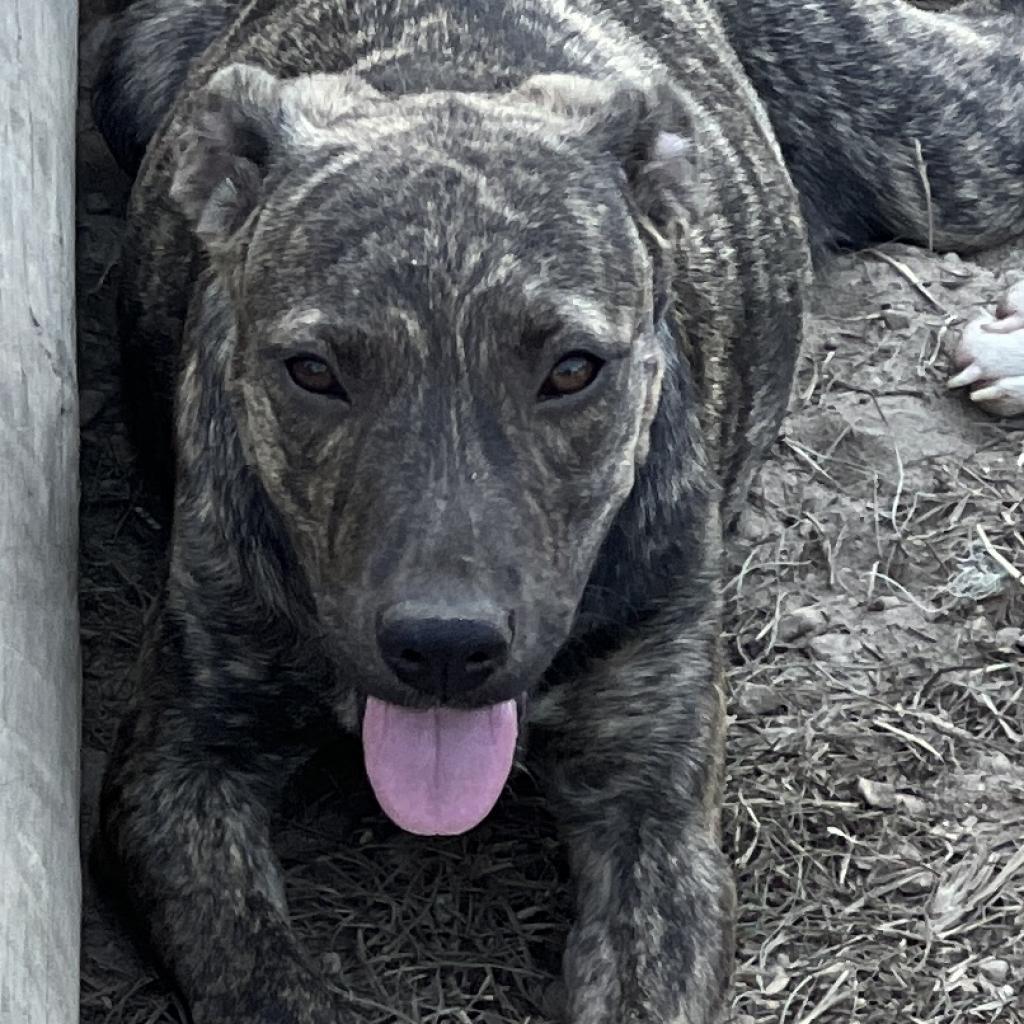 Enlarge Lola, a Adoptable Pit Bull Terrier in Wiggins, MS image 3/3