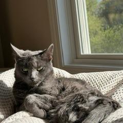 Extension Cord, Adoptable, Adult Female Domestic Short Hair.