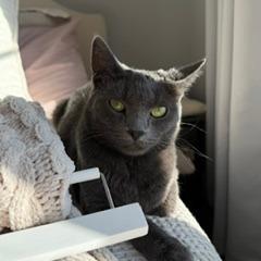 Extension Cord, a Adoptable Domestic Short Hair in St. Paul, MN image 2/6