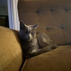 Extension Cord, a Adoptable Domestic Short Hair in St. Paul, MN image 3/6
