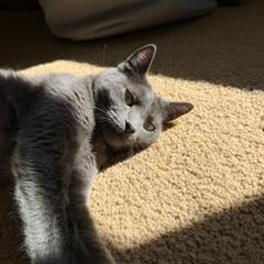 Extension Cord, a Adoptable Domestic Short Hair in St. Paul, MN image 4/6