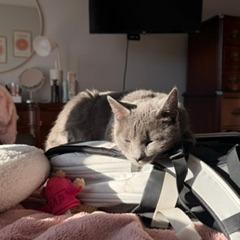 Extension Cord, a Adoptable Domestic Short Hair in St. Paul, MN image 5/6