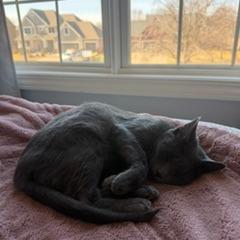 Extension Cord, a Adoptable Domestic Short Hair in St. Paul, MN image 6/6