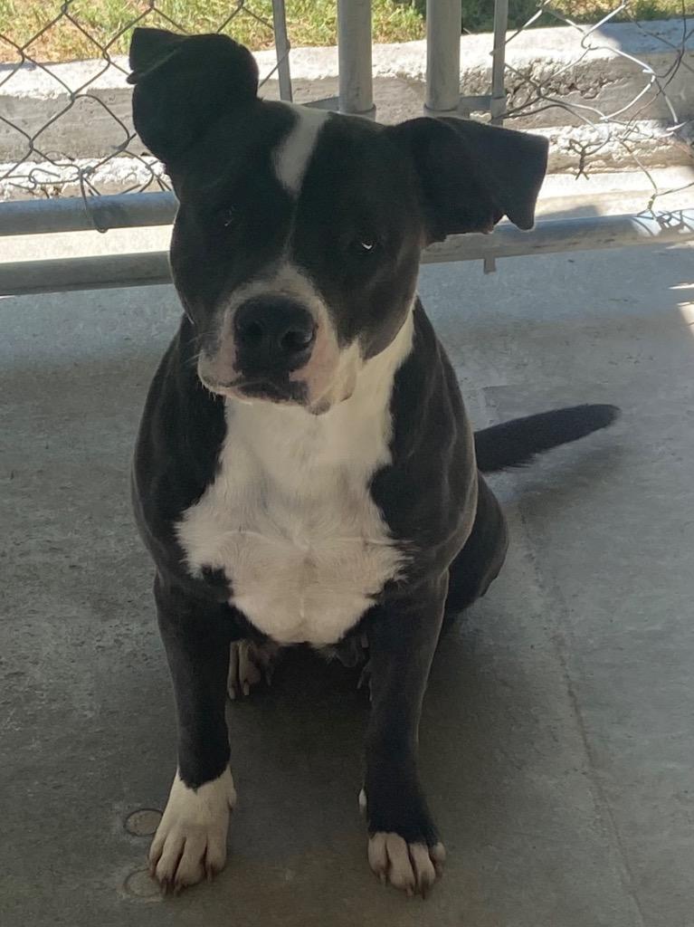 Sammy, Adoptable, Young Female Pit Bull Terrier.