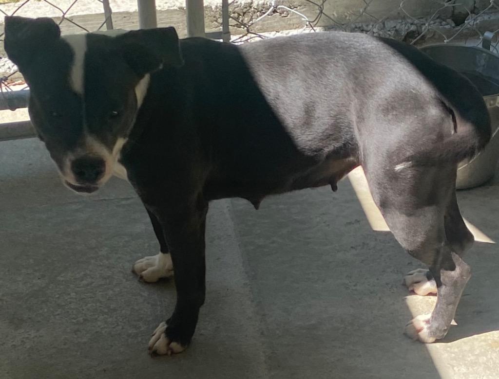 Enlarge Sammy, a Adoptable Pit Bull Terrier in Swainsboro, GA image 2/2