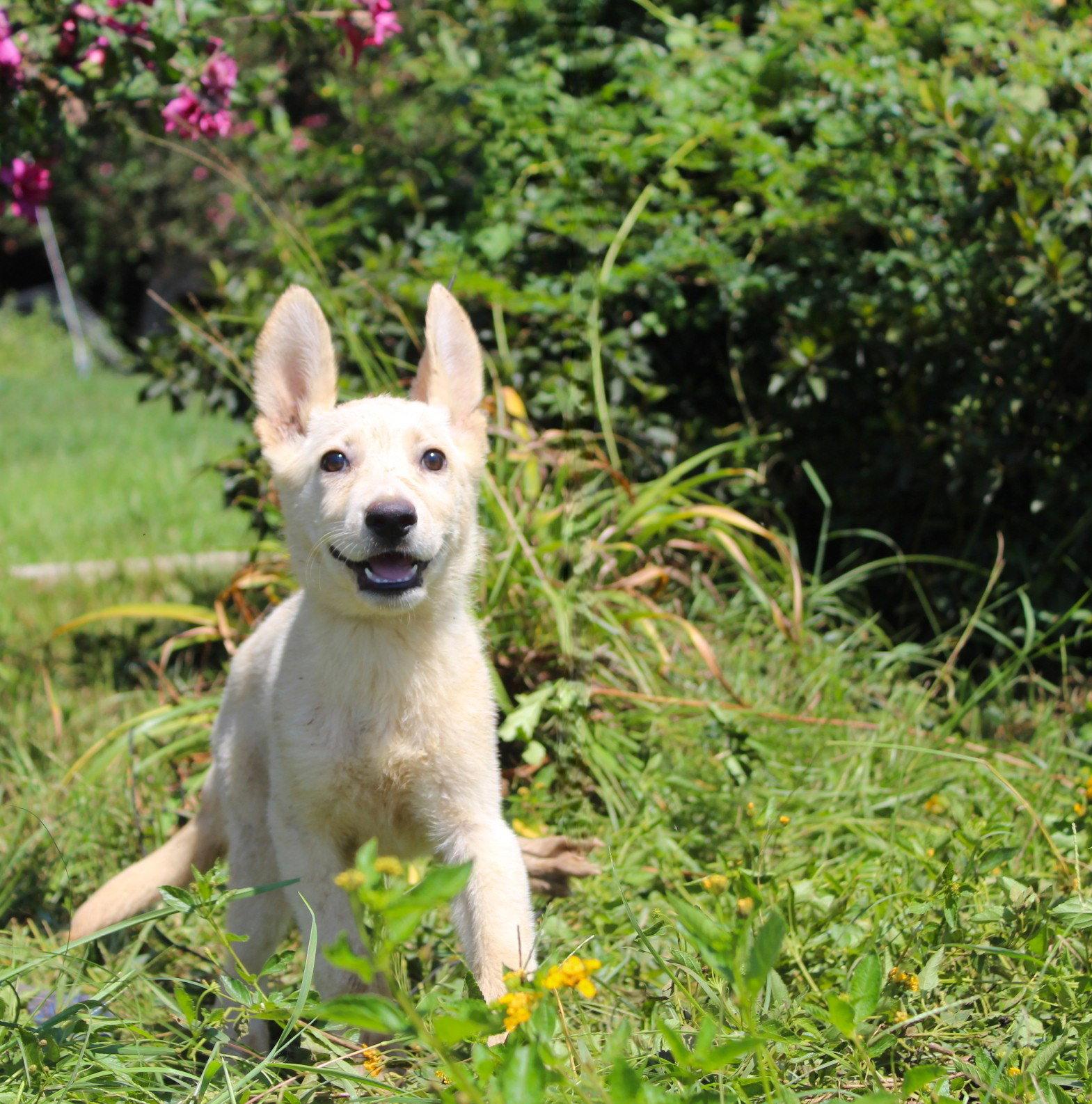 Jacy-12/16weeksNeuterContractRequired $425, Adoptable, Puppy Male German Shepherd Dog.