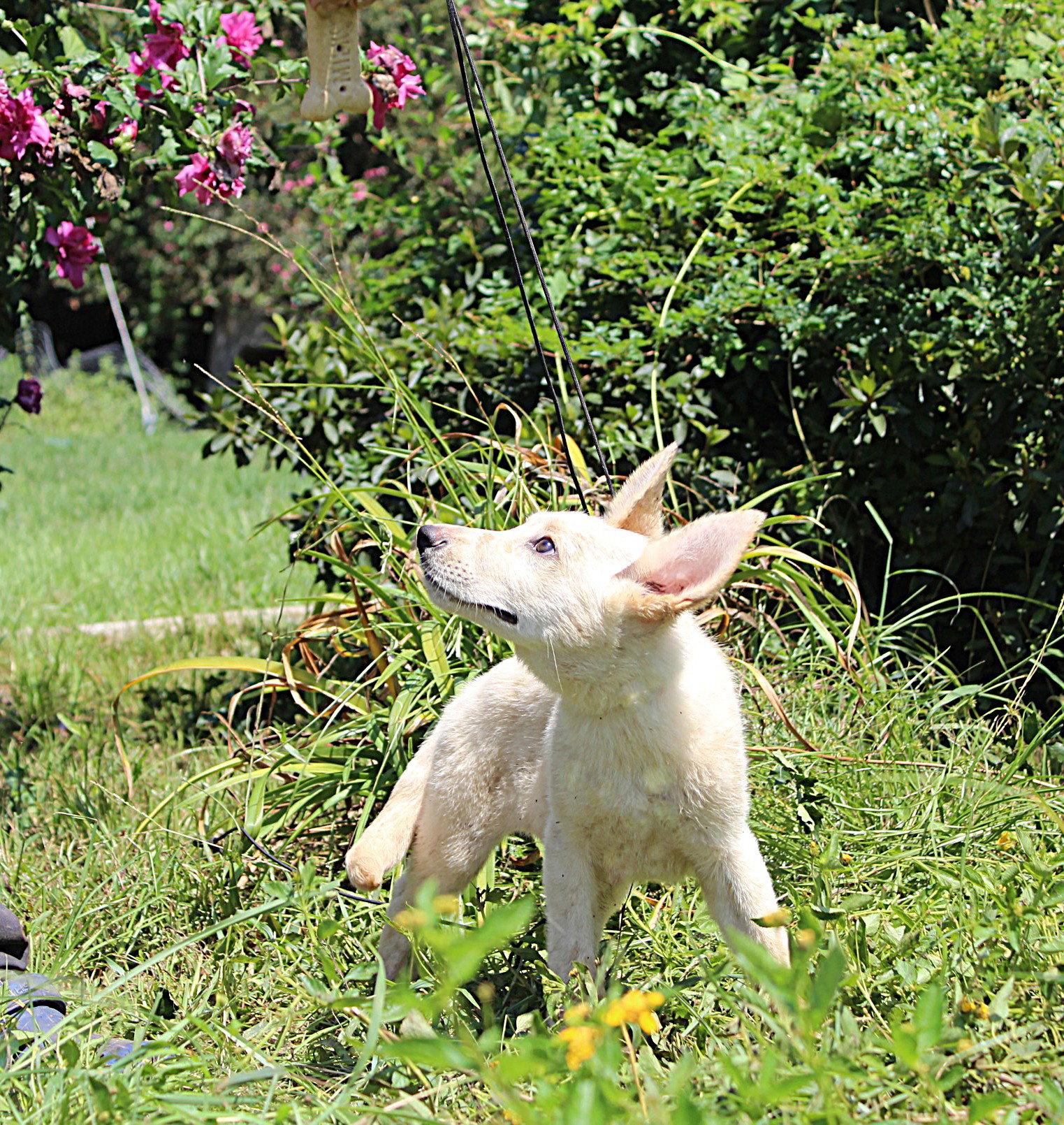 Enlarge Jacy-12/16weeksNeuterContractRequired $425, a Adoptable German Shepherd Dog in Holly Hill, SC image 2/2