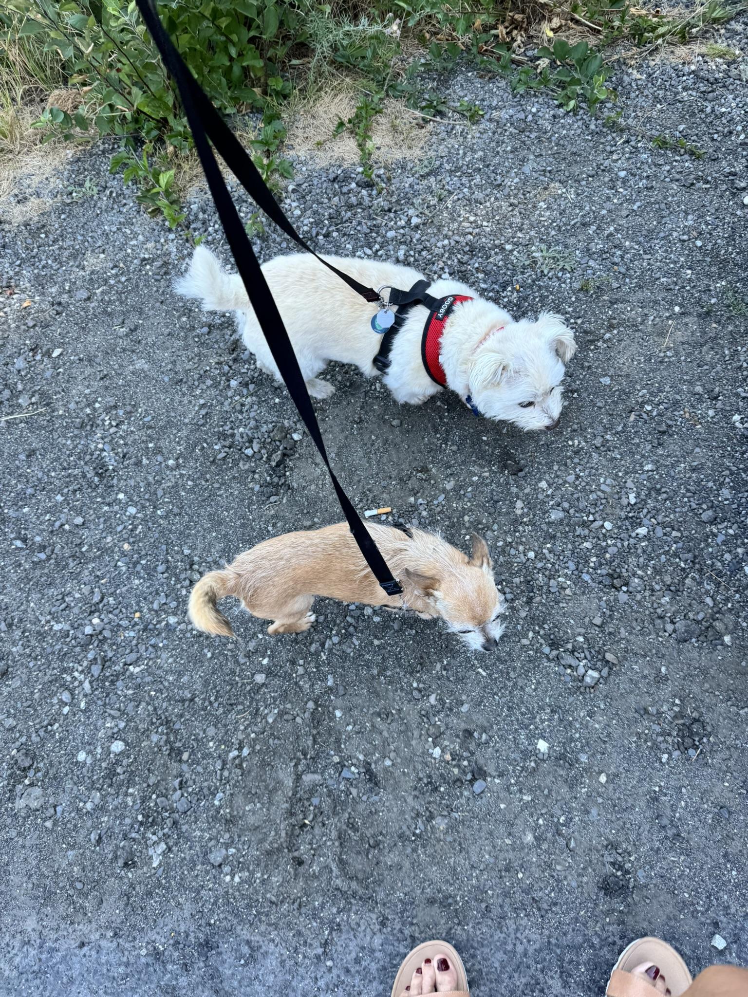 Enlarge Mr. Murphy, a Adopted mixed breed in Seattle, WA image 3/6