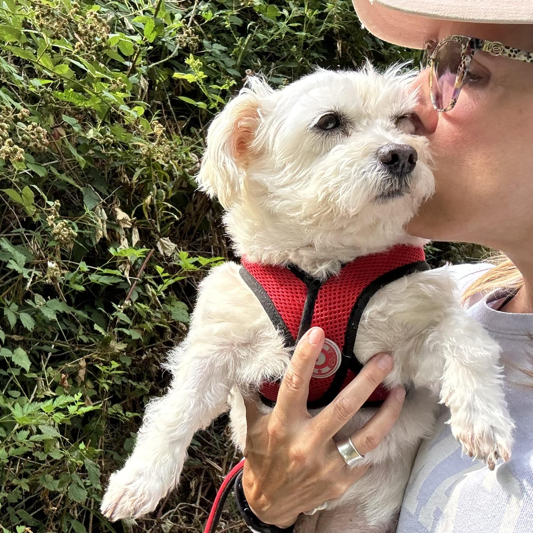 Enlarge Mr. Murphy, a Adopted mixed breed in Seattle, WA image 5/6