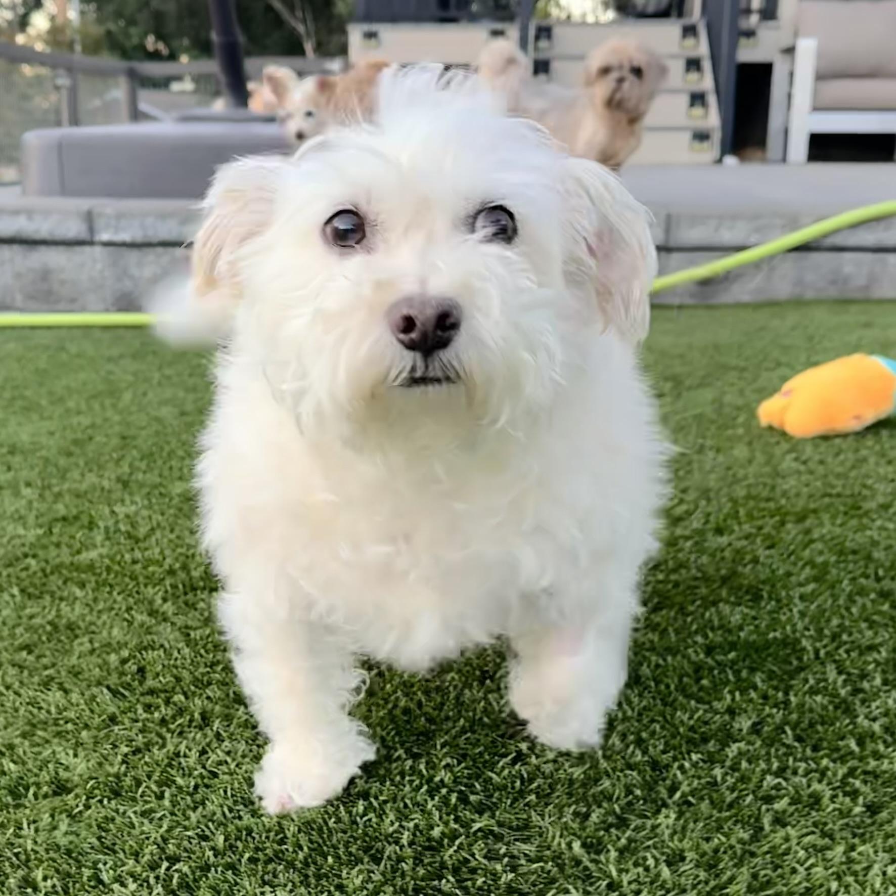 Mr. Murphy, Adopted, Senior Male Terrier & Poodle.