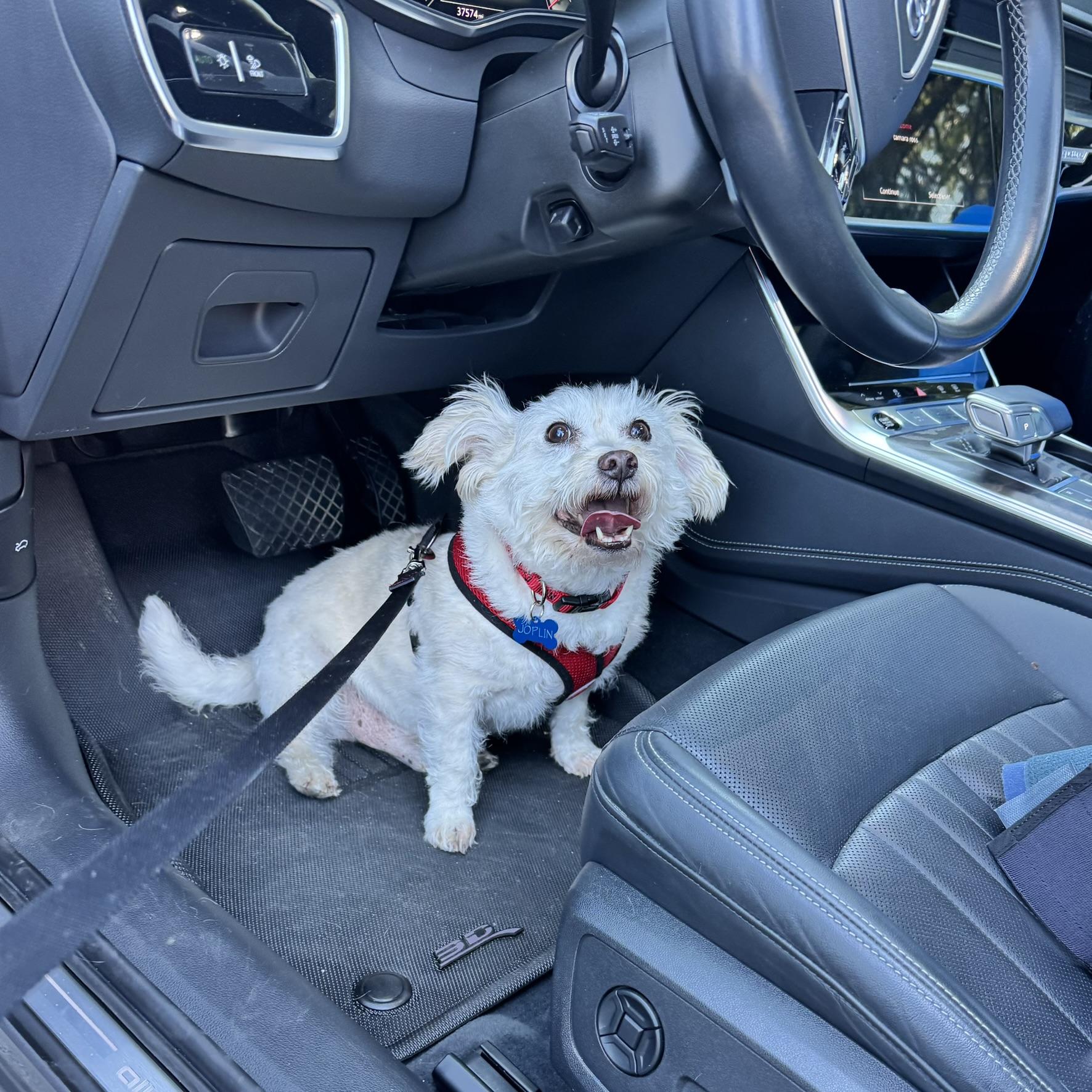 Enlarge Mr. Murphy, a Adopted mixed breed in Seattle, WA image 2/6