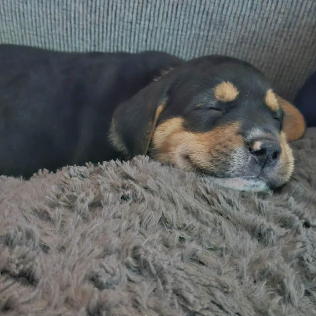 Ace, an adoption pending mixed breed in Rochester, NY image 6/6