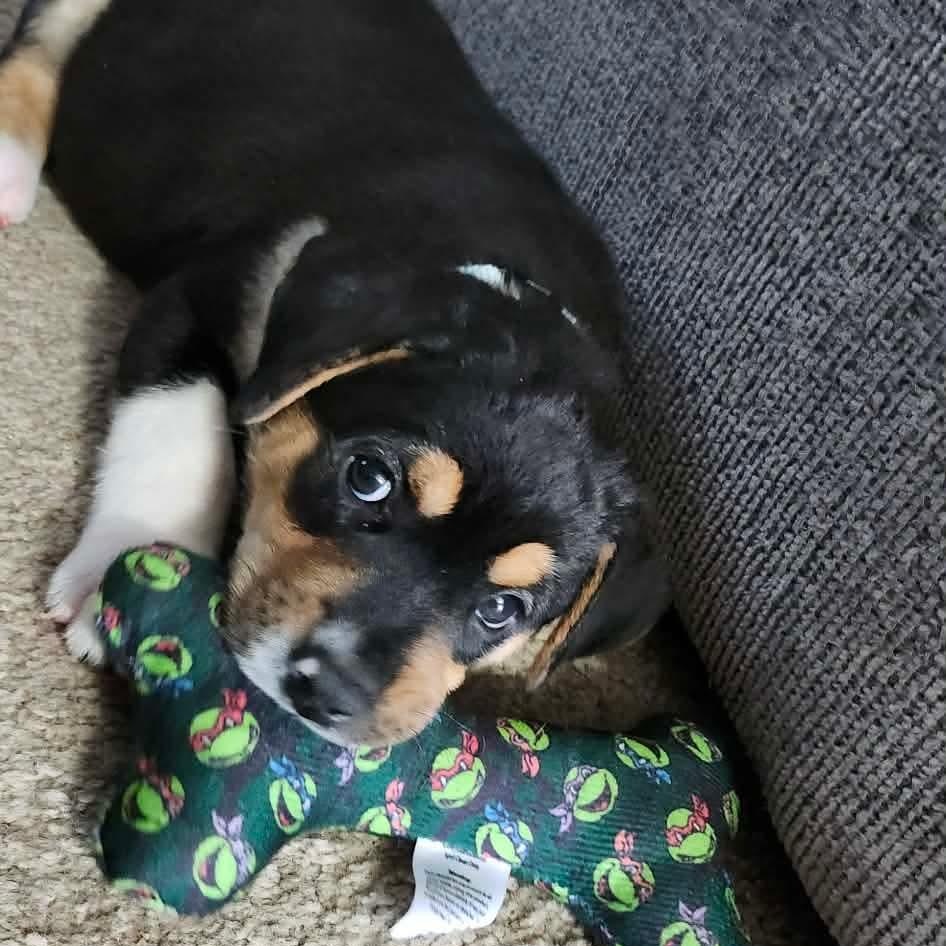 Ace, an adoption pending mixed breed in Rochester, NY image 4/6