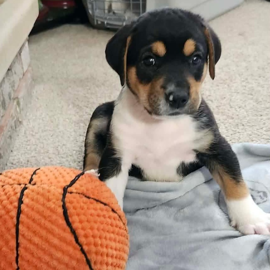 Ace, an adoption pending mixed breed in Rochester, NY image 2/6