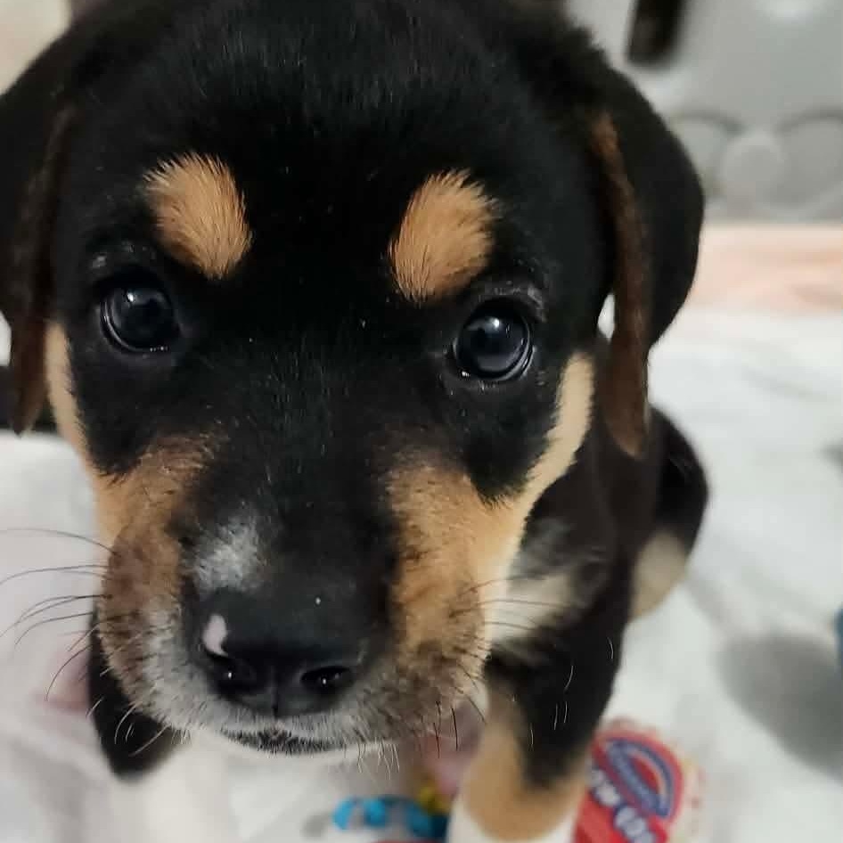 Ace, ADOPTABLE, Puppy Male Hound.