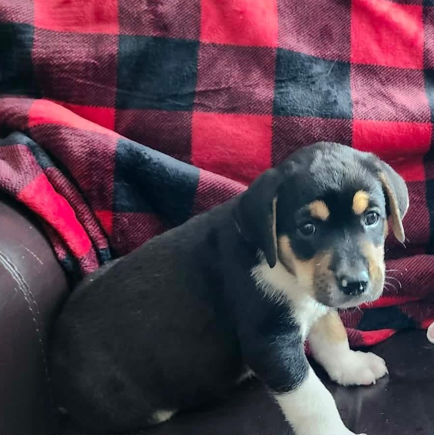 Ace, an adoption pending mixed breed in Rochester, NY image 3/6