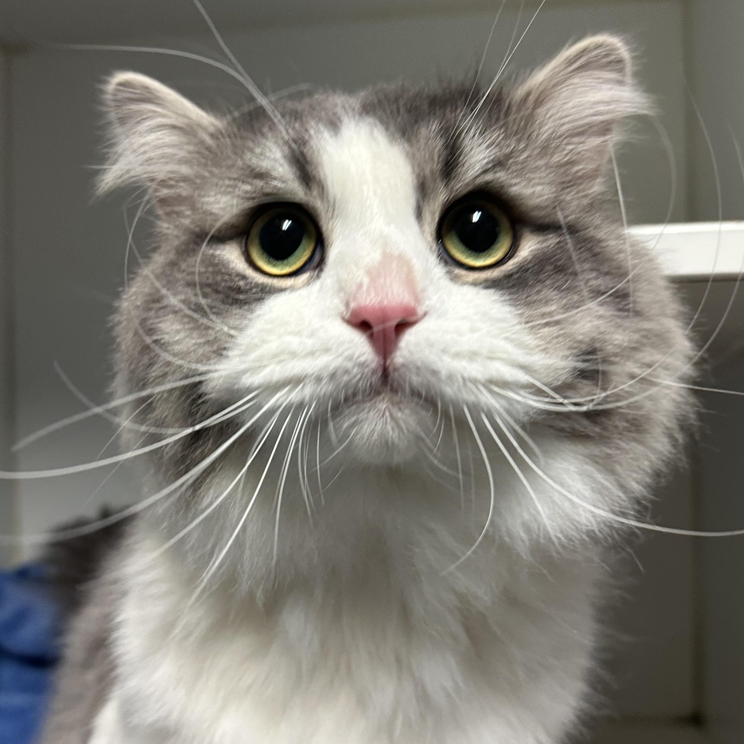 Enlarge Zander, an adopted Domestic Medium Hair in Clifton, NJ image 4/6