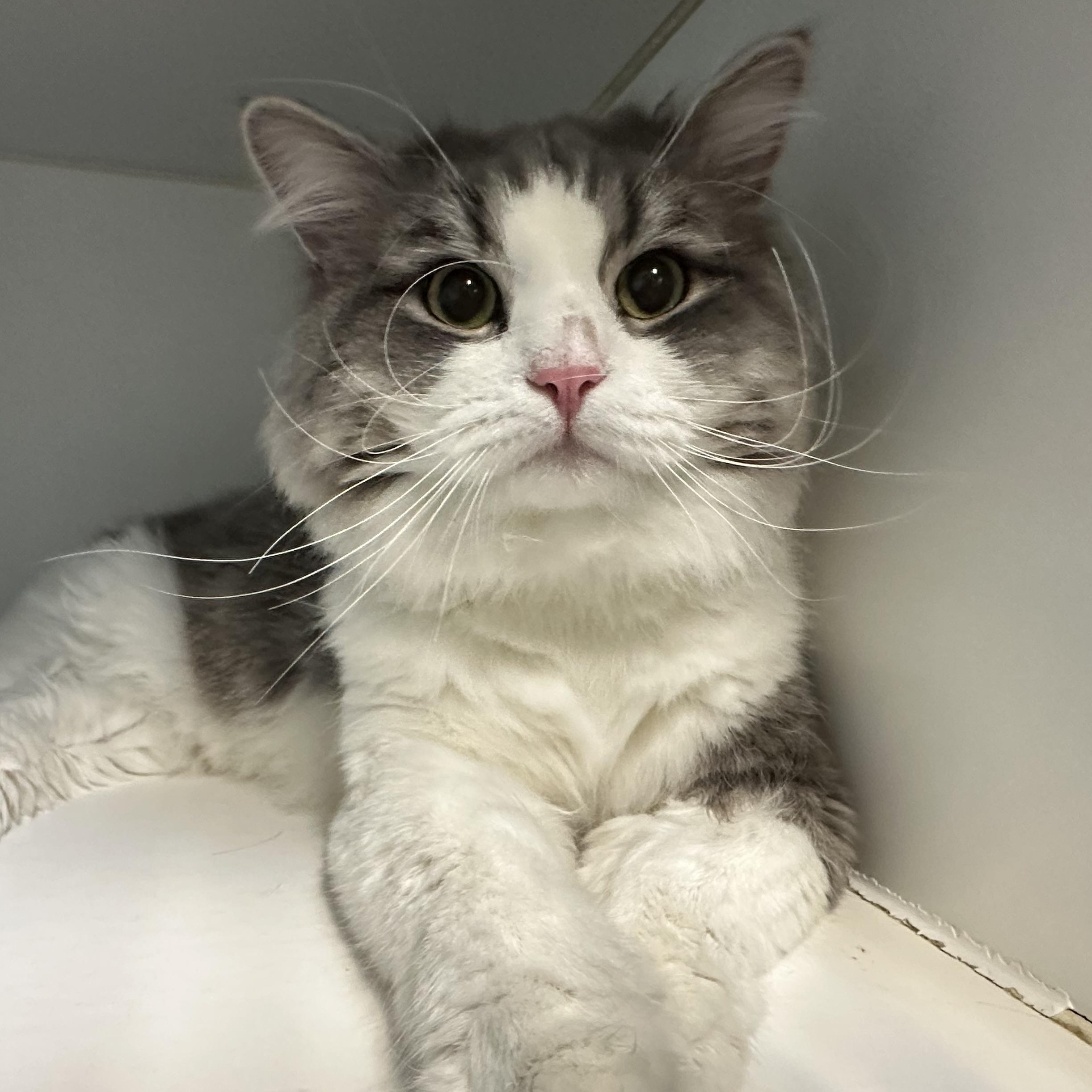 Enlarge Zander, an adopted Domestic Medium Hair in Clifton, NJ image 1/6