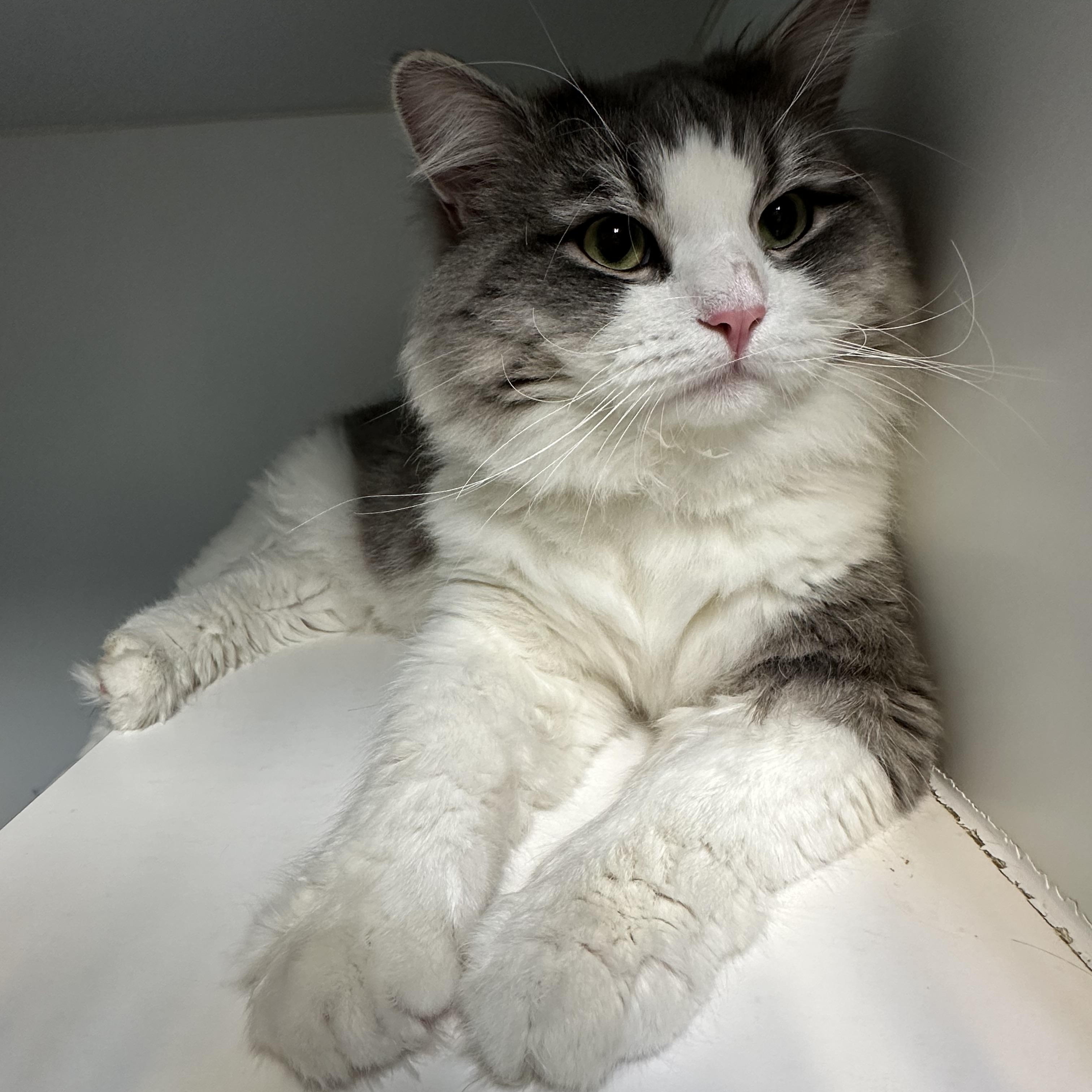 Enlarge Zander, an adopted Domestic Medium Hair in Clifton, NJ image 5/6