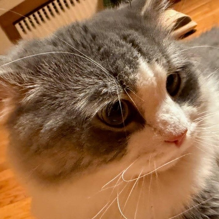 Enlarge Zander, an adopted Domestic Medium Hair in Clifton, NJ image 3/6