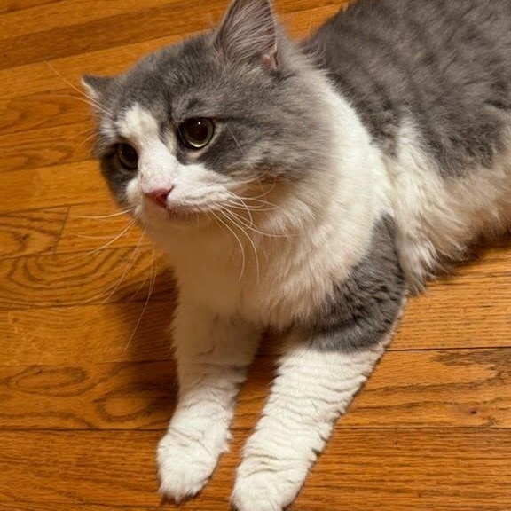 Enlarge Zander, an adopted Domestic Medium Hair in Clifton, NJ image 2/6