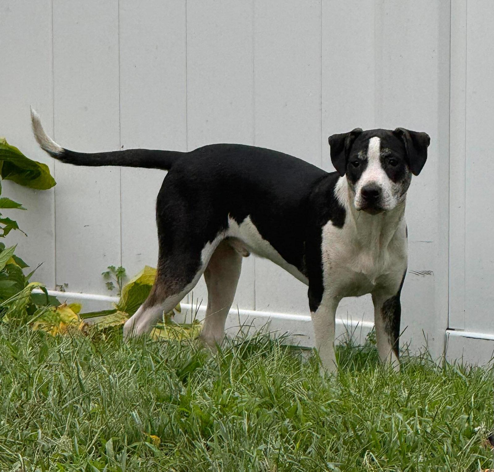 Enlarge TOBOGGAN, a Adoptable Hound in Pomfret Center, CT image 1/3