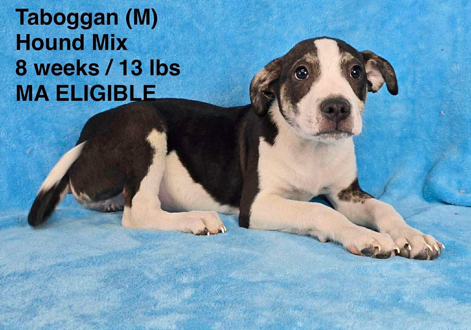 Enlarge TOBOGGAN, a Adoptable Hound in Pomfret Center, CT image 1/1