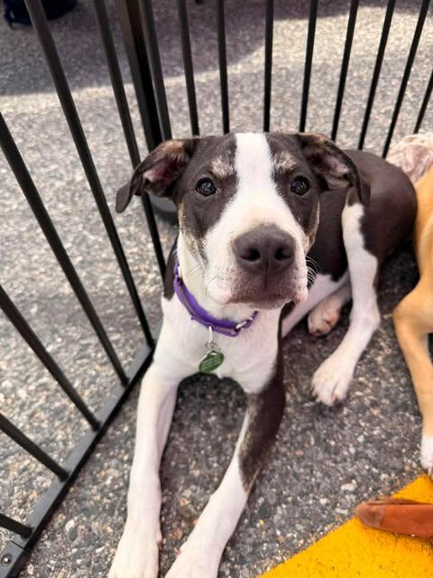 Enlarge TOBOGGAN, a Adoptable Hound in Pomfret Center, CT image 3/3