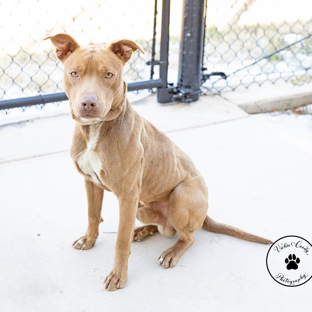 Enlarge Winston, a Adoptable Pit Bull Terrier in Abilene, TX image 1/5