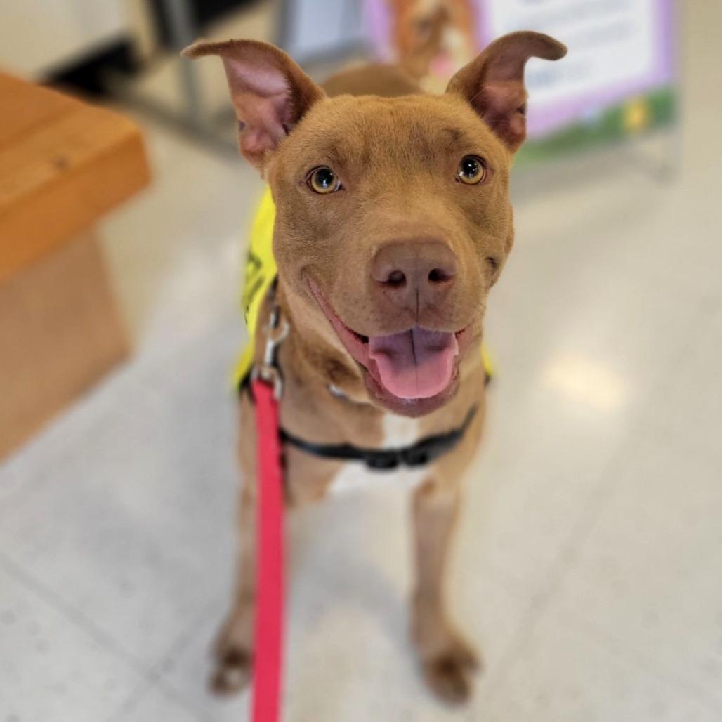 Enlarge Winston, a Adoptable mixed breed in Abilene, TX image 2/6