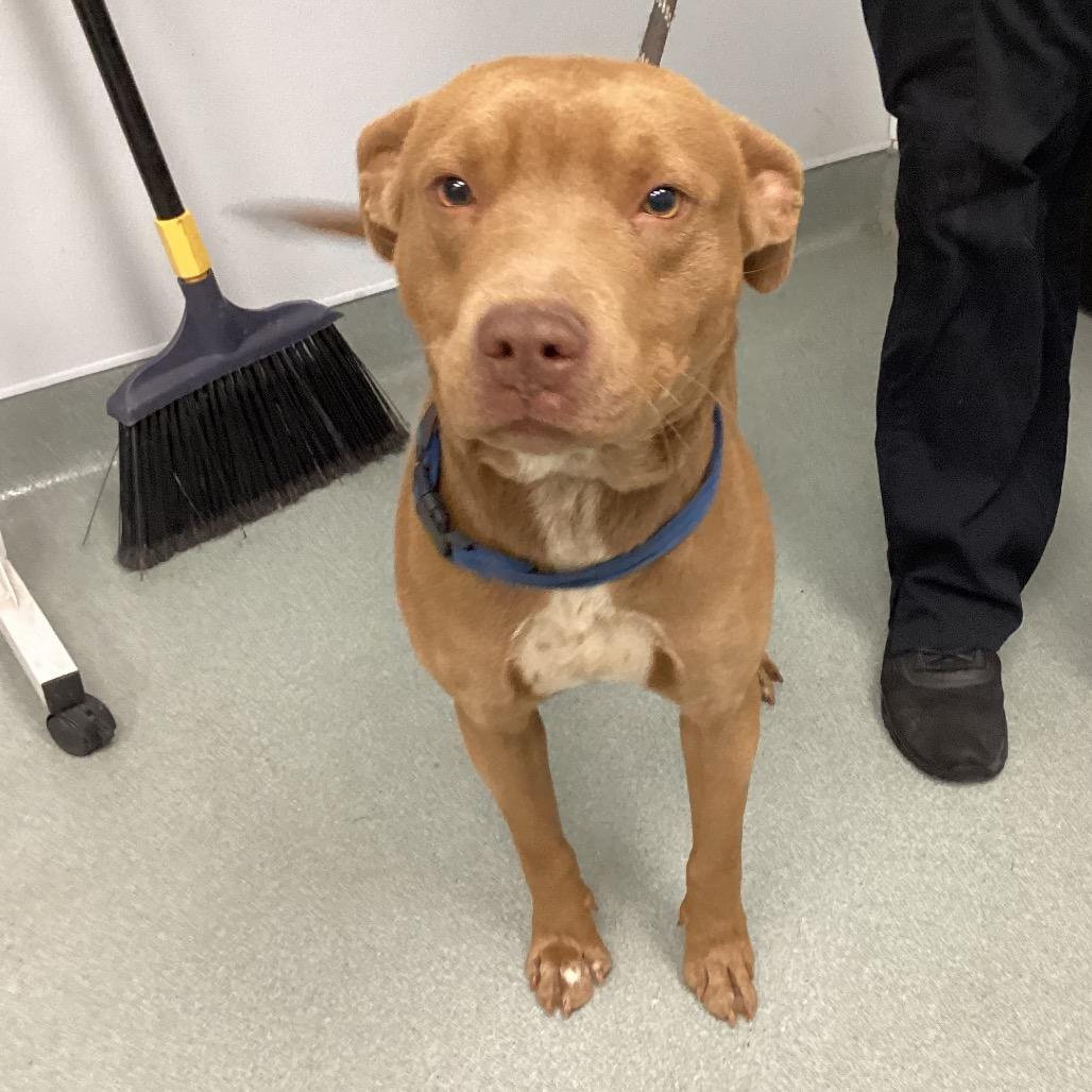 Enlarge Winston, a Adoptable Pit Bull Terrier in Abilene, TX image 2/5