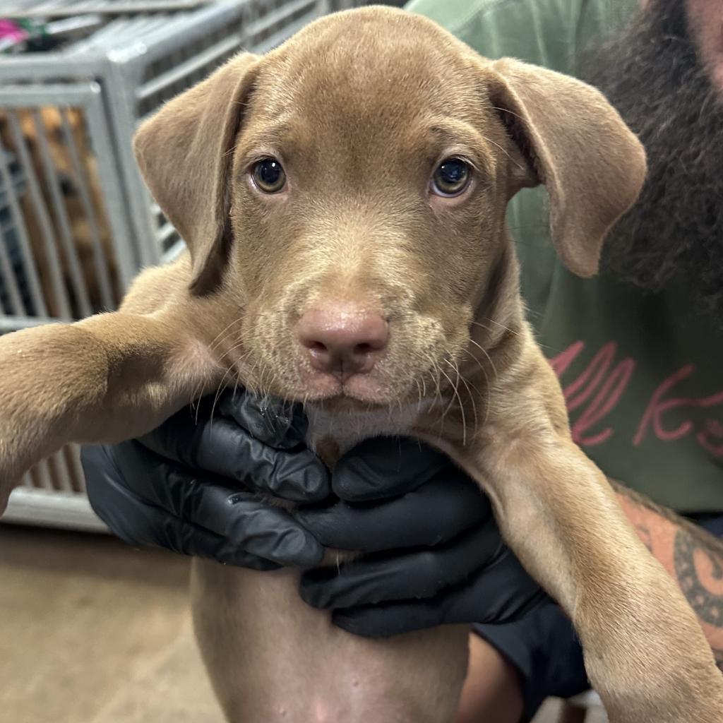 Enlarge Winston, a Adoptable Pit Bull Terrier in Abilene, TX image 3/5