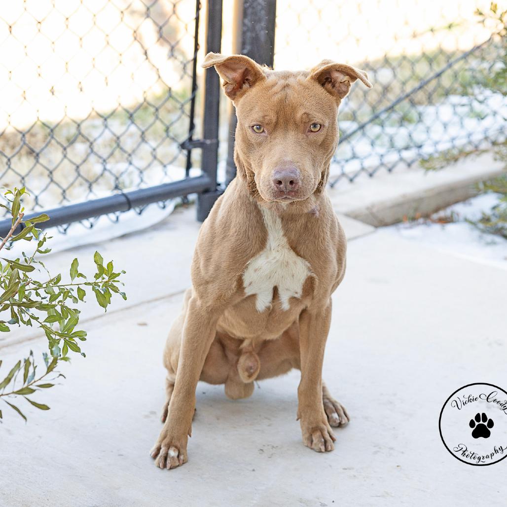 Enlarge Winston, a Adoptable Pit Bull Terrier in Abilene, TX image 4/5