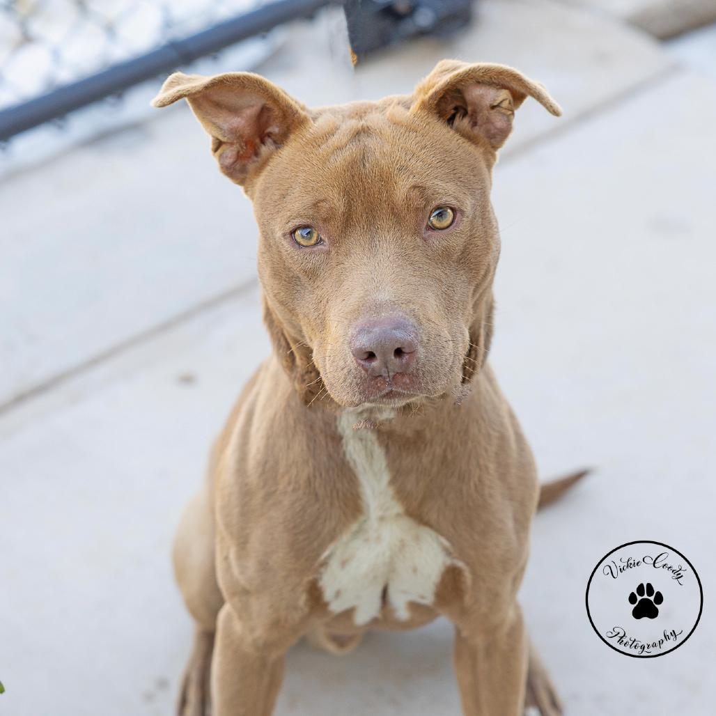 Enlarge Winston, a Adoptable Pit Bull Terrier in Abilene, TX image 5/5