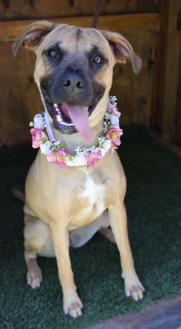 LENNOX photo 5