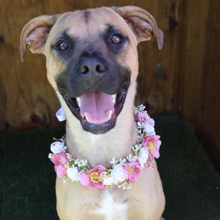 LENNOX, Young Female Mixed Breed