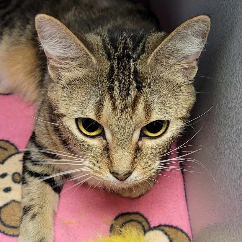 Sibil — thumbnail 2