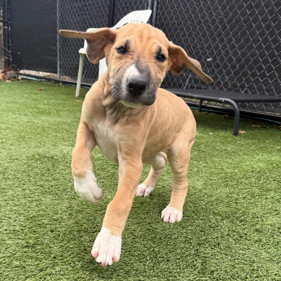 Giulia, Adoptable, Puppy Female Great Dane.