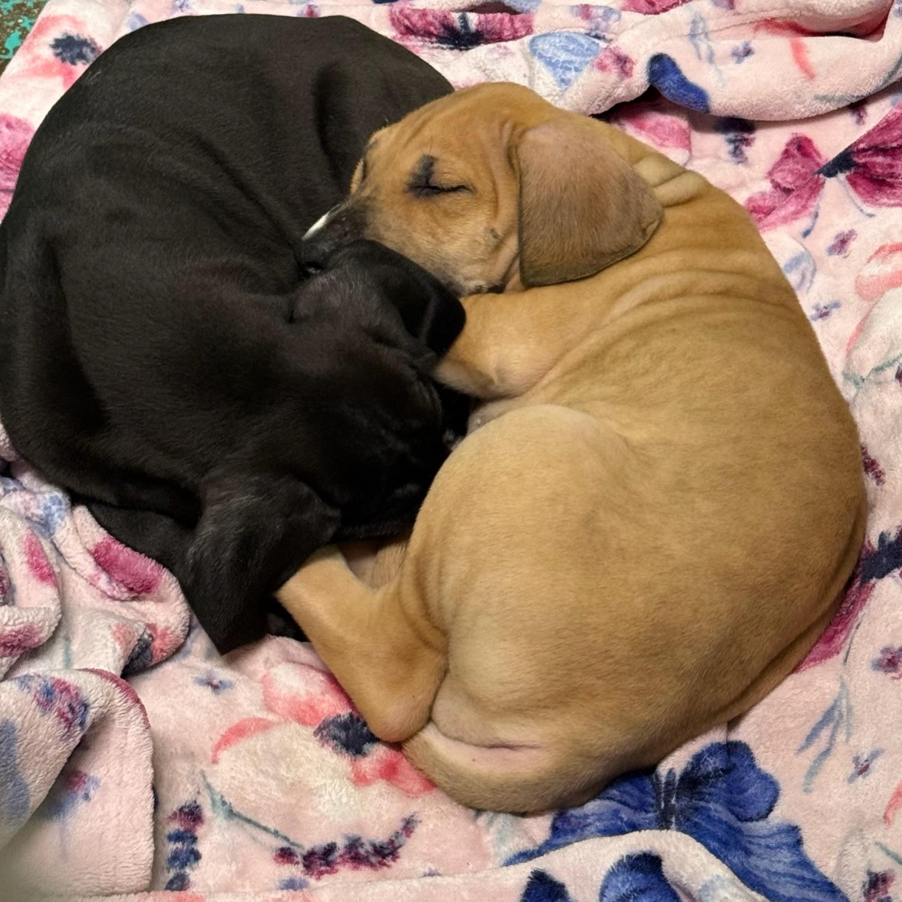 Giulia, a Adoptable mixed breed in Groton, CT image 2/6