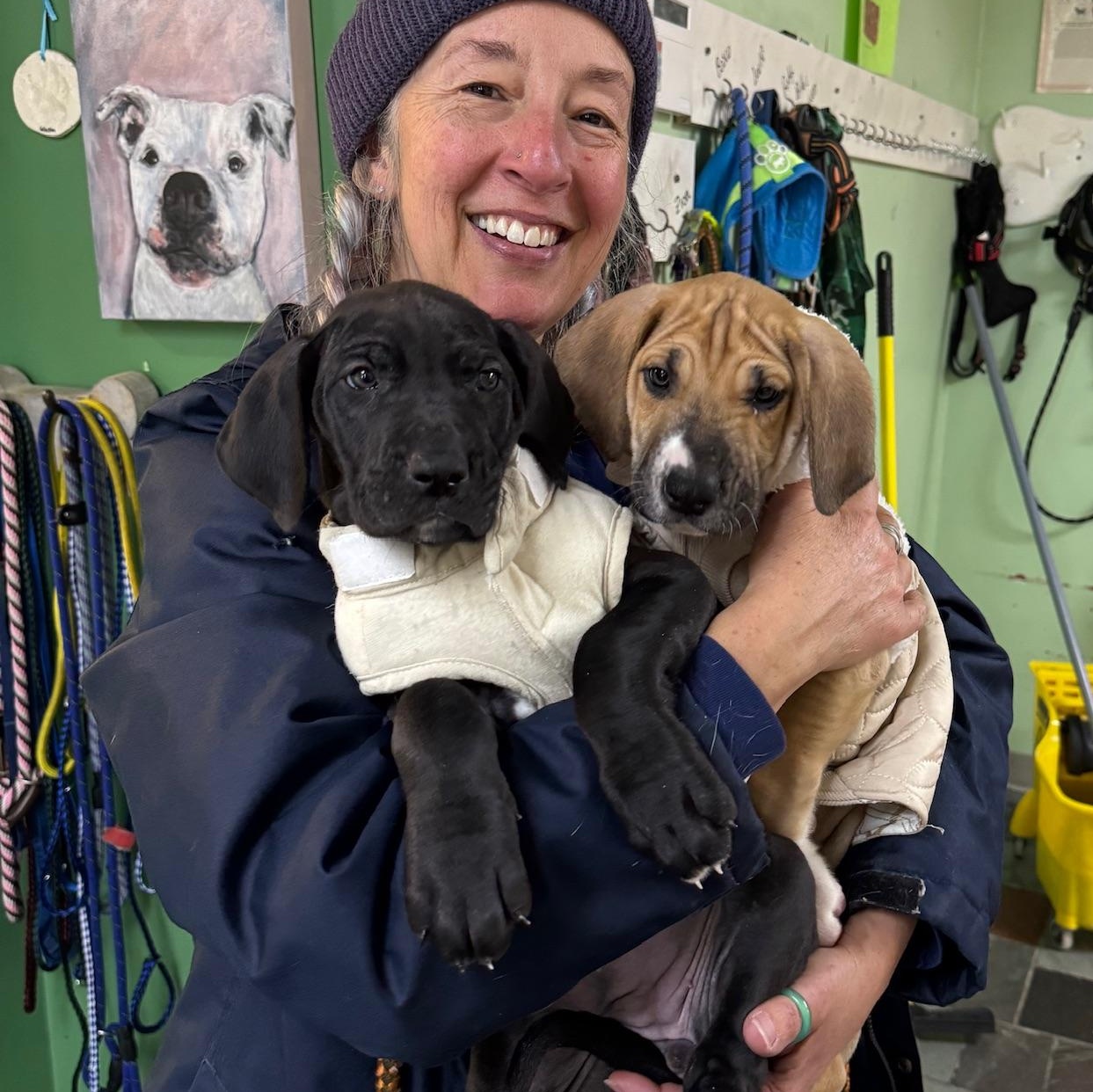 Giulia, a Adoptable mixed breed in Groton, CT image 4/6