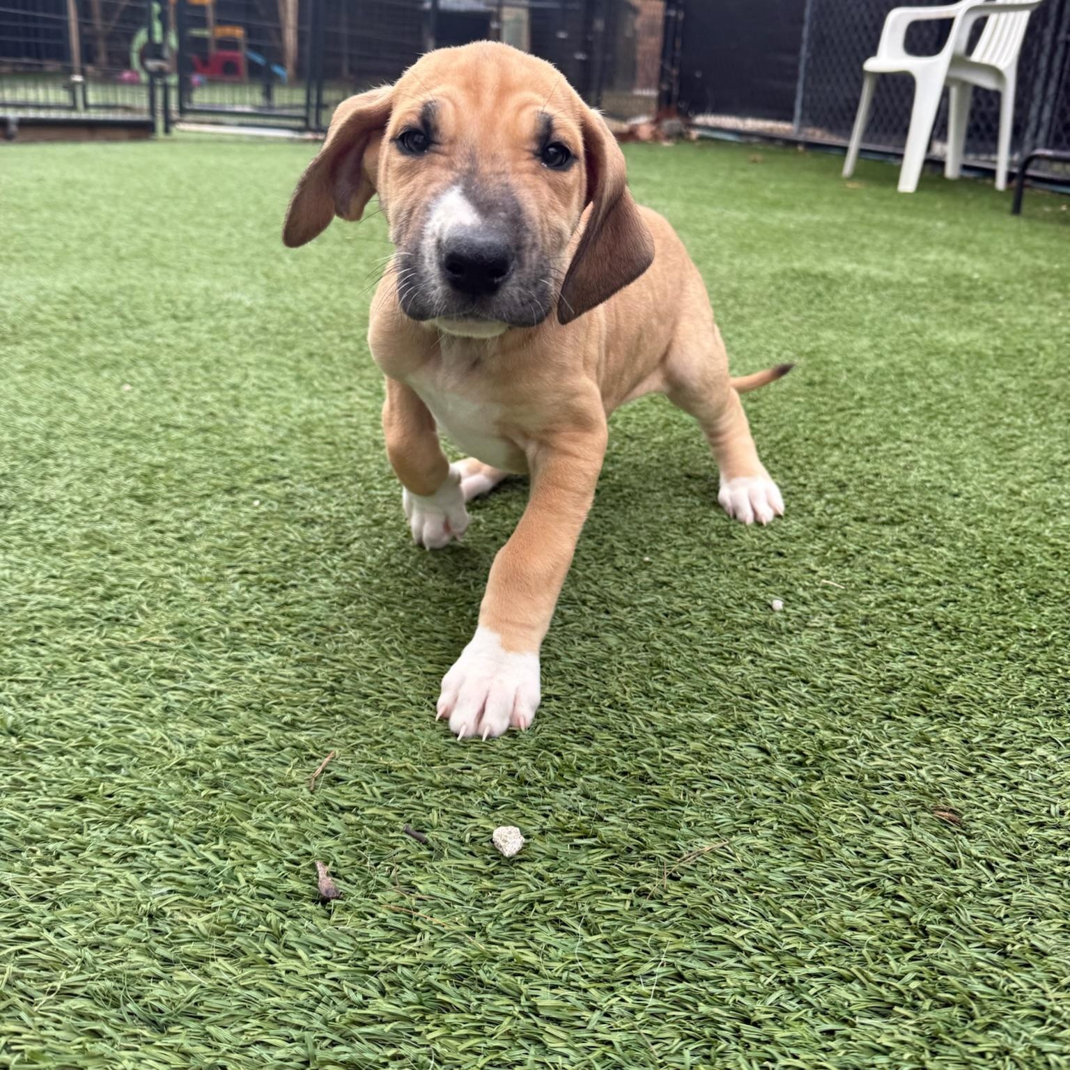 Giulia, a Adoptable mixed breed in Groton, CT image 5/6