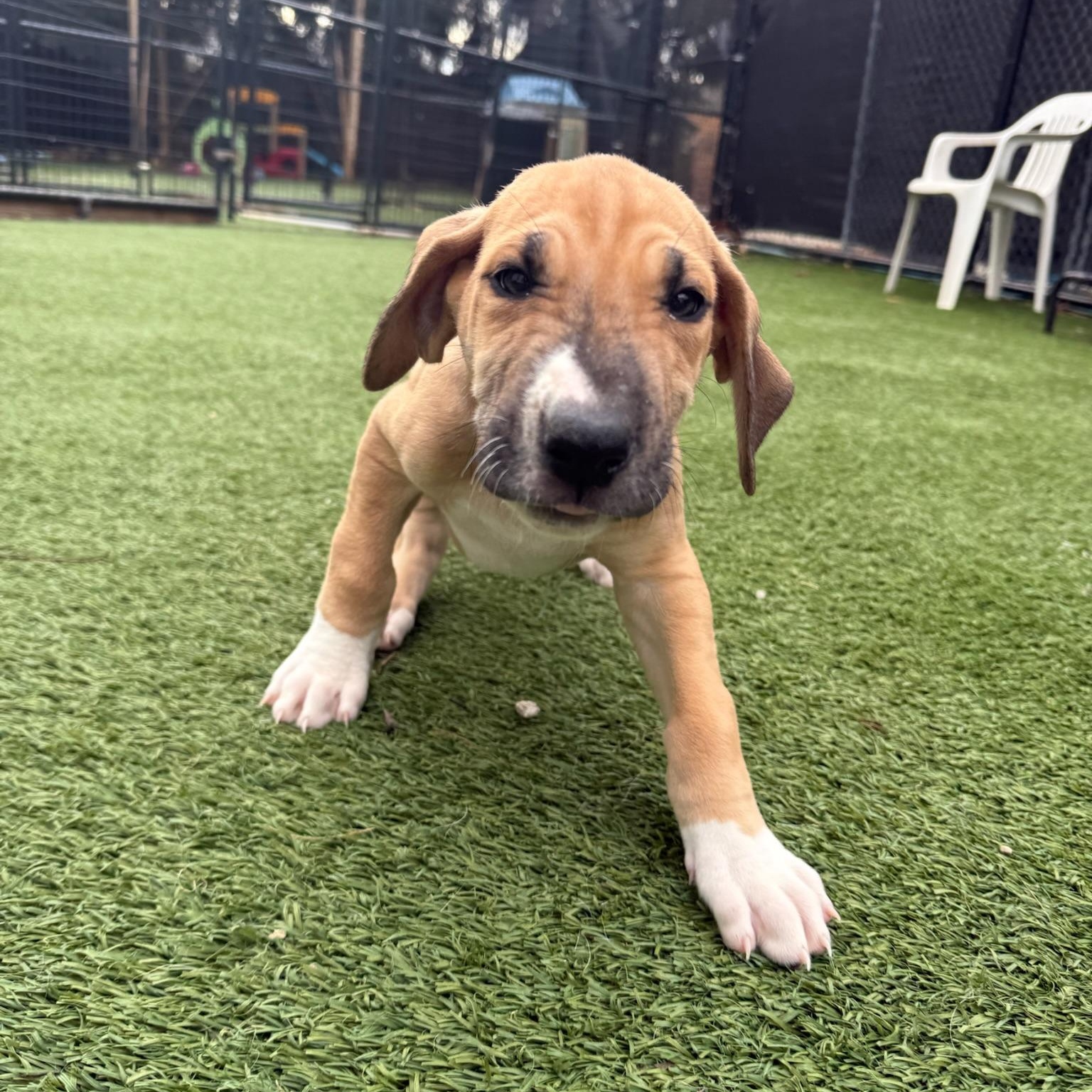 Giulia, a Adoptable mixed breed in Groton, CT image 6/6