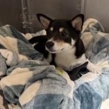 Cash, adopted, Puppy Male Shiba Inu.