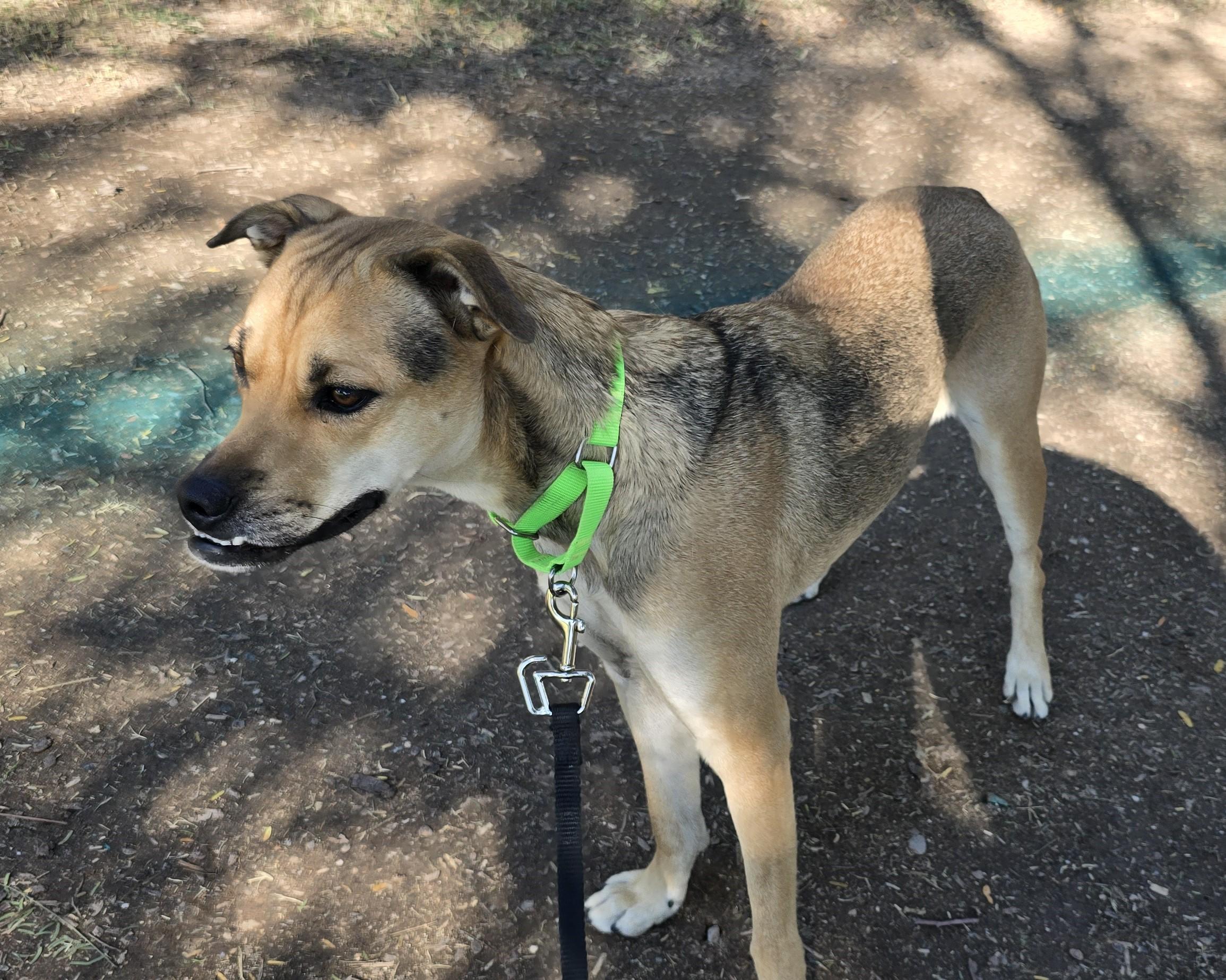 Enlarge Reba, a Adoptable mixed breed in Tucson, AZ image 1/5