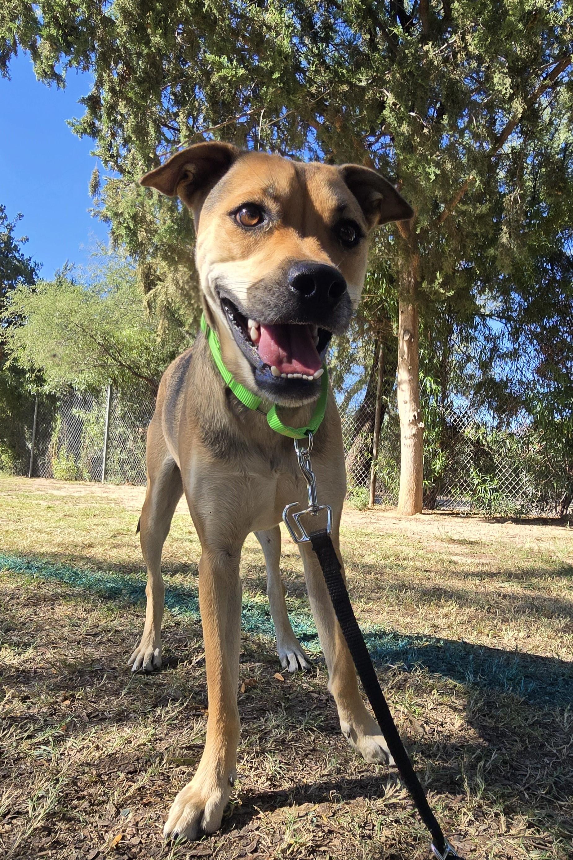 Enlarge Reba, a Adoptable mixed breed in Tucson, AZ image 2/5