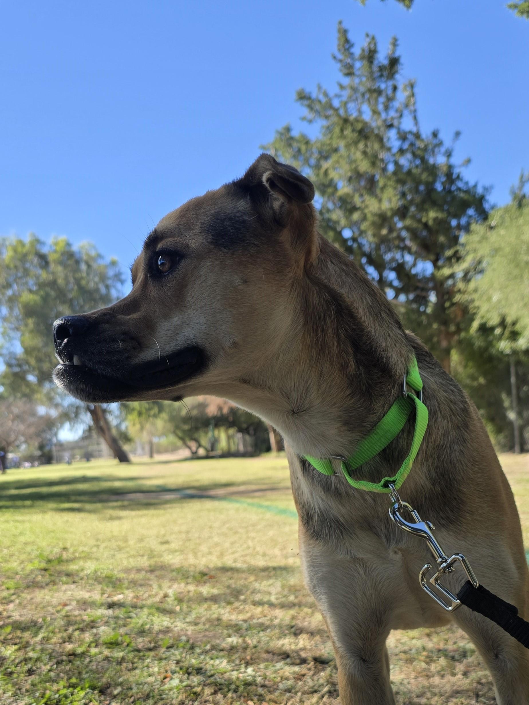 Enlarge Reba, a Adoptable mixed breed in Tucson, AZ image 3/5
