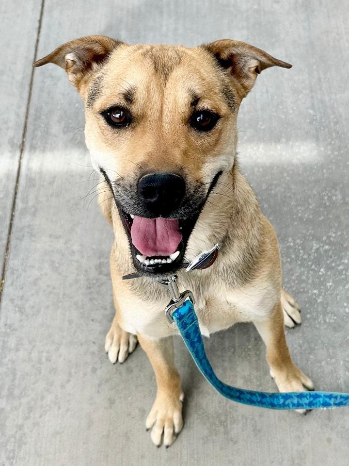 Enlarge Reba, a Adoptable mixed breed in Tucson, AZ image 4/5