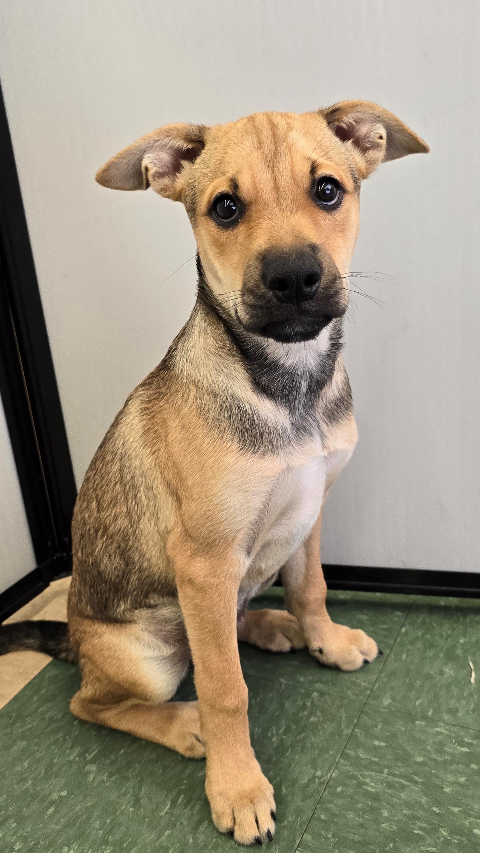 Enlarge Reba, a Adoptable mixed breed in Tucson, AZ image 5/5