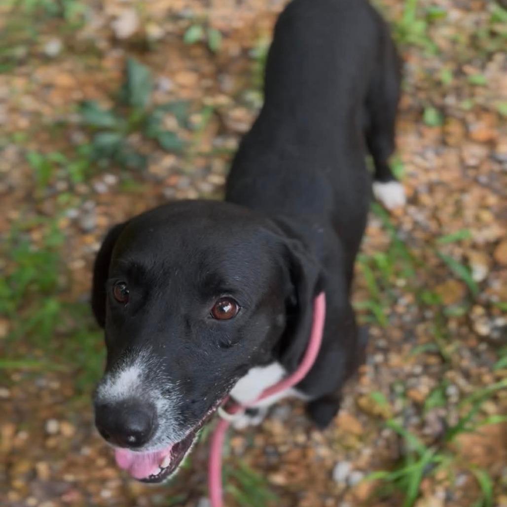 Enlarge Kermit, a Adoptable Mixed Breed in Evensville, TN image 1/6
